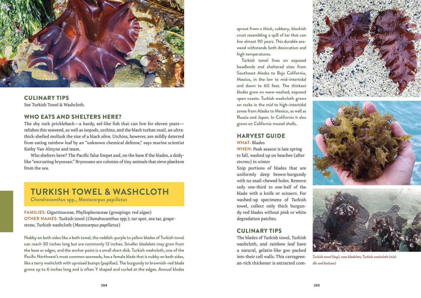 Mountaineers Books -- Pacific Harvest: A Northwest Coast Foraging Guide